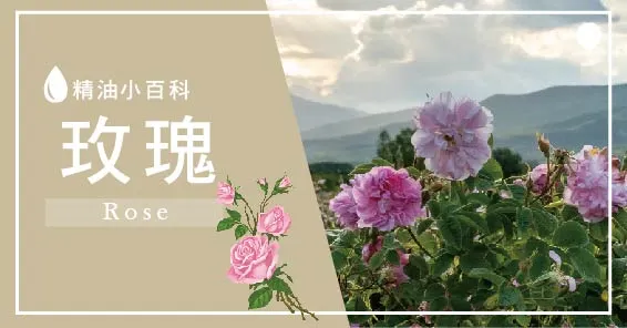 Damascus rose essential oil