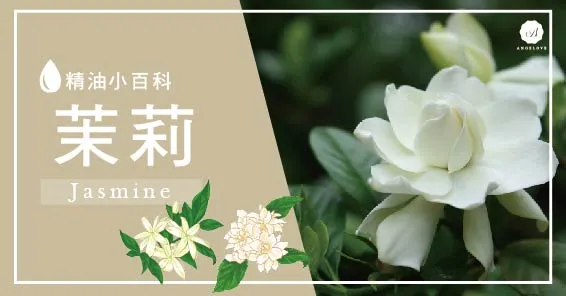 Jasmine essential oil